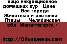 яйцо инкубационное домашних кур › Цена ­ 25 - Все города Животные и растения » Птицы   . Челябинская обл.,Магнитогорск г.